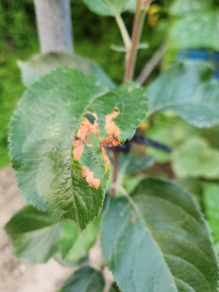 그린뉴딜님의 사과 · 병해충상담 작성글 사진