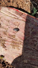 팜모닝 기타작물·병해충상담 게시글 이미지