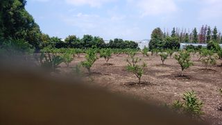 보물섬남자님의 귤 · 제초 작성글 사진