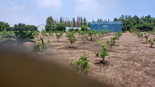 보물섬남자님의 귤 · 제초 작성글 사진