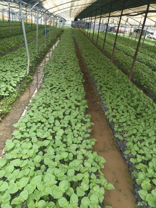 준영농장 출석왕.님의 들깨 · 자유게시판 작성글 사진