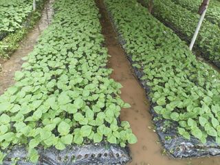 준영농장 출석왕.님의 들깨 · 자유게시판 작성글 사진