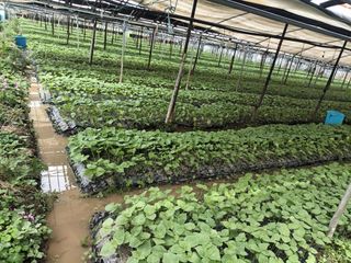 준영농장 출석왕.님의 들깨 · 자유게시판 작성글 사진