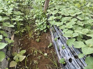 준영농장 출석왕.님의 들깨 · 자유게시판 작성글 사진