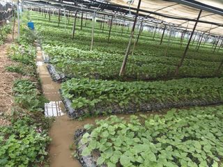 준영농장 출석왕.님의 들깨 · 자유게시판 작성글 사진