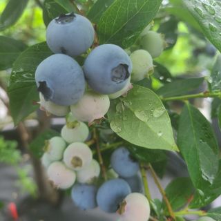 청춘(靑春)농원님의 블루베리 · 자유게시판 작성글 사진