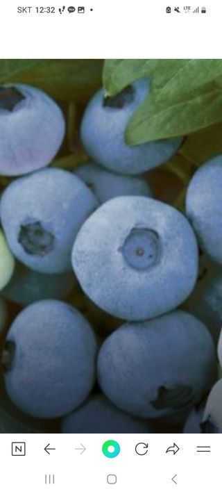 청춘(靑春)농원님의 블루베리 · 자유게시판 작성글 사진