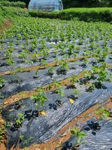 팜모닝 참깨·자유게시판 게시글 이미지