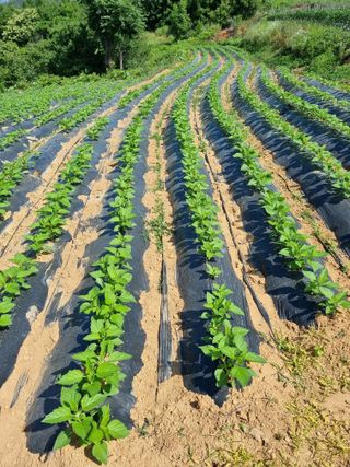 이종규님의 참깨 · 자유게시판 작성글 사진