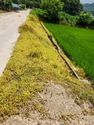 영동포도님의 최고의 제초제는 무엇인가요? · 참여 작성글 사진