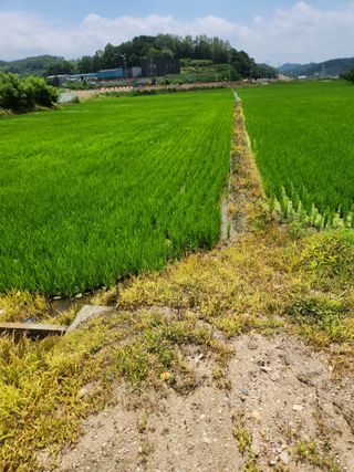 영동포도님의 최고의 제초제는 무엇인가요? · 참여 작성글 사진