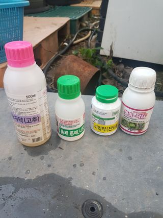 문성농장15146님의 감 · 영농일지 작성글 사진