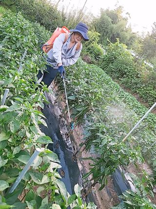 문성농장15146님의 감 · 영농일지 작성글 사진