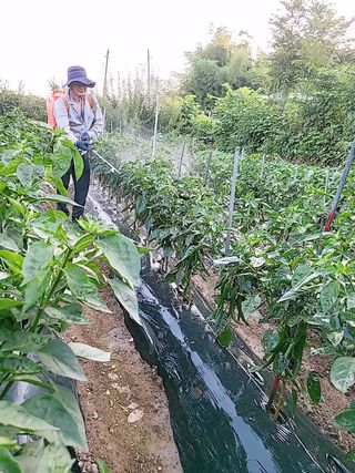 문성농장15146님의 감 · 영농일지 작성글 사진