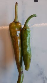 팜모닝 고추·병해충상담 게시글 이미지