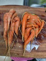 팜모닝 기타작물·자유게시판 게시글 이미지