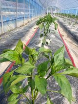 팜모닝 고추·병해충상담 게시글 이미지