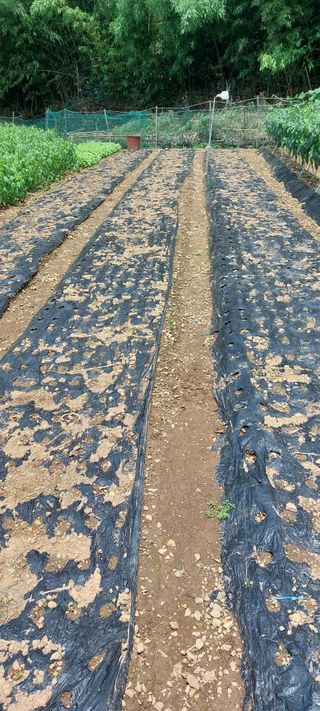 이형모님의 들깨 · 자유게시판 작성글 사진