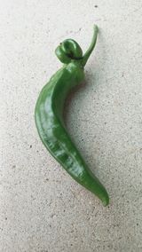 팜모닝 고추·일상 게시글 이미지