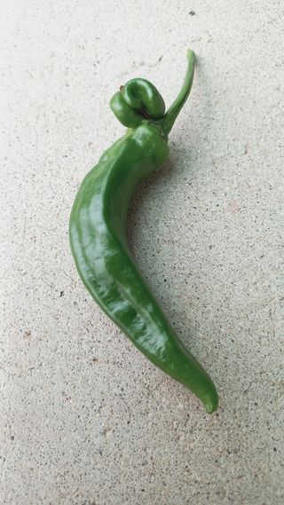 KYGE428님의 고추 · 일상 작성글 사진