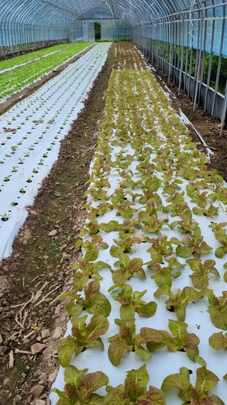 권오천님의 상추 · 자유게시판 작성글 사진