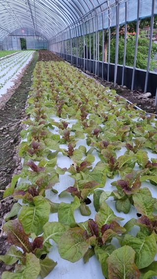 권오천님의 상추 · 자유게시판 작성글 사진