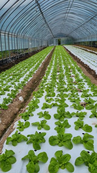 권오천님의 상추 · 자유게시판 작성글 사진