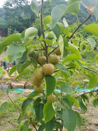 당근한개님의 기타작물 · 자유게시판 작성글 사진