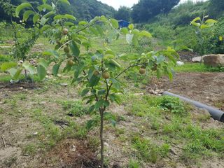 당근한개님의 기타작물 · 자유게시판 작성글 사진