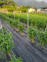 팜모닝 고추·일상 게시글 이미지