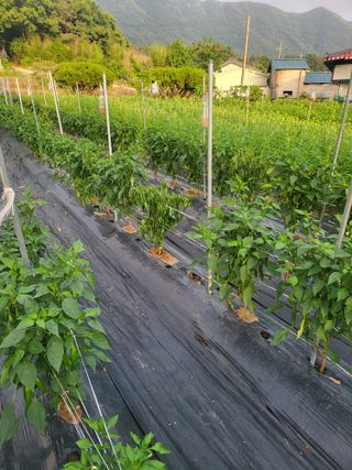 논산상월안정환님의 고추 · 일상 작성글 사진