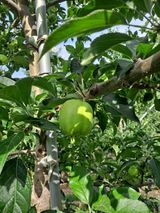 팜모닝 사과·일상 게시글 이미지