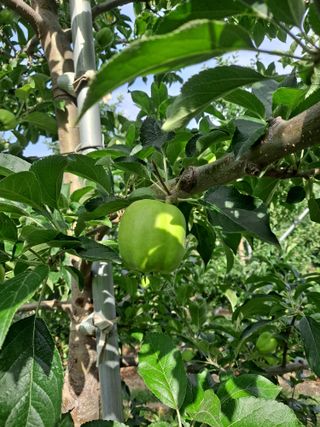 장영조님의 사과 · 일상 작성글 사진