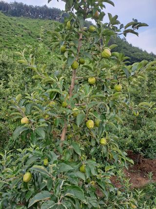장영조님의 사과 · 일상 작성글 사진