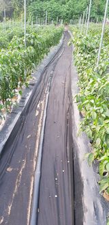 팜모닝 감자·자유게시판 게시글 이미지