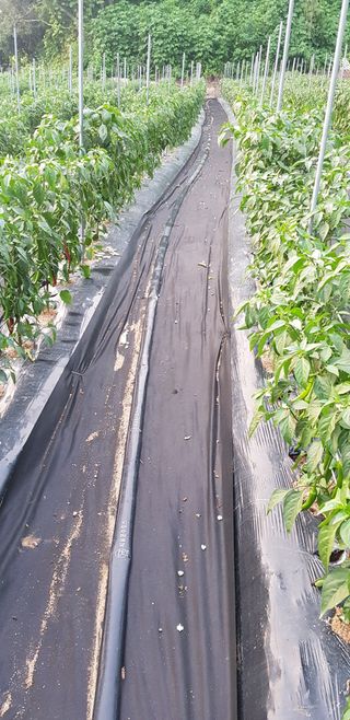 최대영님의 감자 · 자유게시판 작성글 사진