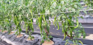 최대영님의 감자 · 자유게시판 작성글 사진