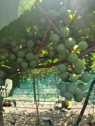 인생은 소풍처럼님의 포도 · 자유게시판 작성글 사진