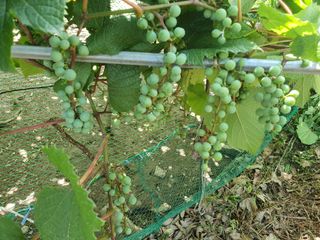 인생은 소풍처럼님의 포도 · 자유게시판 작성글 사진