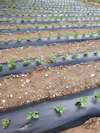 인생은 소풍처럼님의 포도 · 자유게시판 작성글 사진