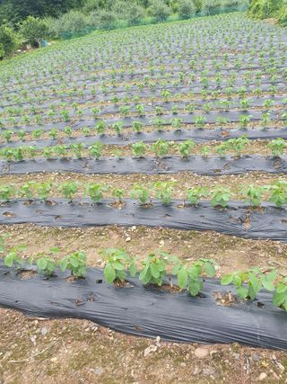 인생은 소풍처럼님의 포도 · 자유게시판 작성글 사진