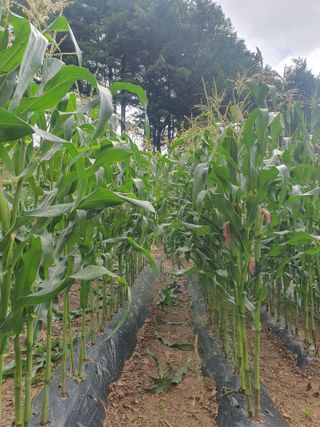 인생은 소풍처럼님의 포도 · 자유게시판 작성글 사진