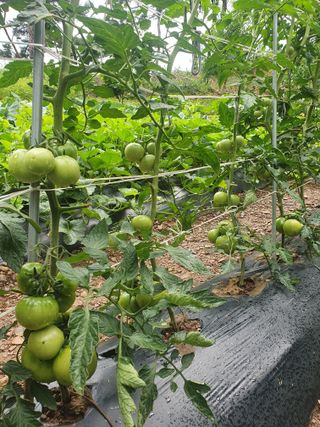 인생은 소풍처럼님의 포도 · 자유게시판 작성글 사진