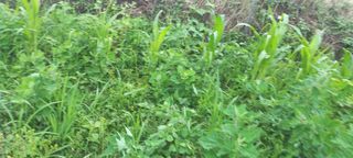 알 수 없음님의 최고의 제초제는 무엇인가요? · 참여 작성글 사진