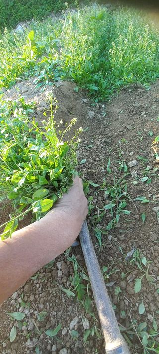 알 수 없음님의 최고의 제초제는 무엇인가요? · 참여 작성글 사진