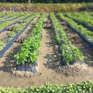 알 수 없음님의 최고의 제초제는 무엇인가요? · 참여 작성글 사진
