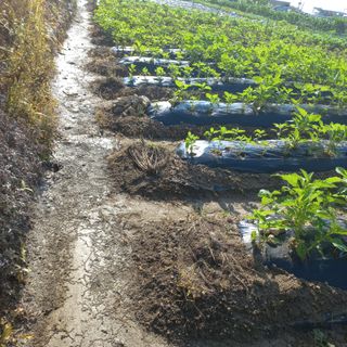 알 수 없음님의 최고의 제초제는 무엇인가요? · 참여 작성글 사진