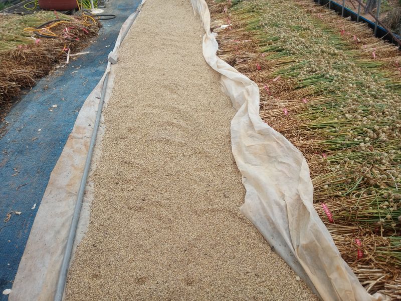 장터 상품 [홍산마늘 주아] 썸네일