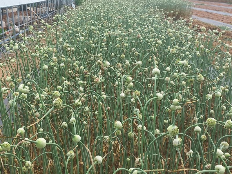 조성국님의 장터 판매 상품 [홍산마늘 주아] 첨부 사진