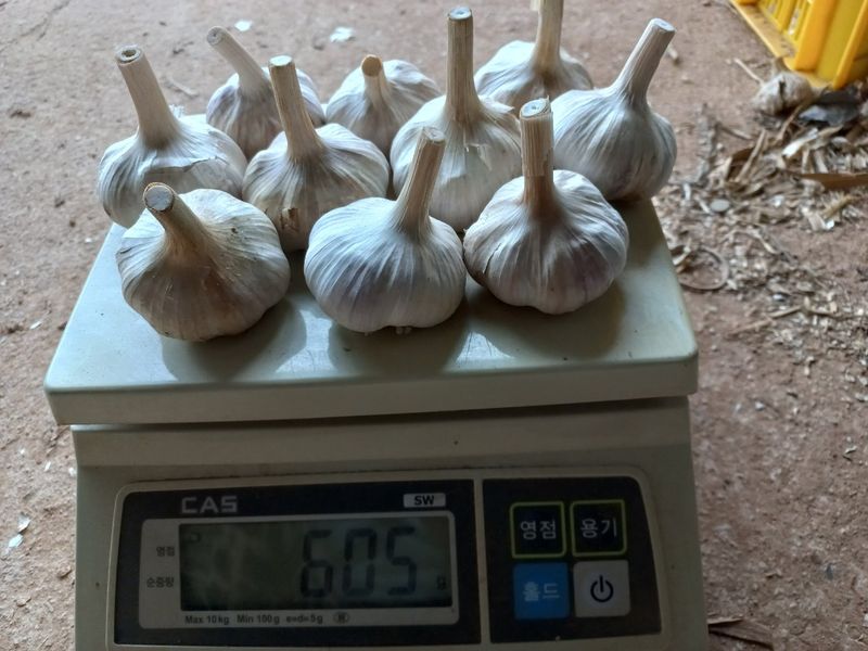 조성국님의 장터 판매 상품 [식용,종자용 홍산마늘] 첨부 사진